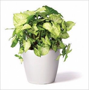 SlpInteriors's tweet photo. The ultimate #guide to #office plants https://t.co/m0s0evvnbi https://t.co/FwnhXdRNKh