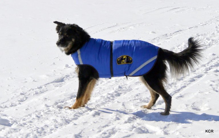 marcthevet's tweet photo. 'Keeping Your Pets Warm in the Current Cold Spell' Few tips &amp; some advice to help pet owners: https://t.co/mbb4Tbs8A9 #warmpets #dogs #cats https://t.co/JcXmotaj5G