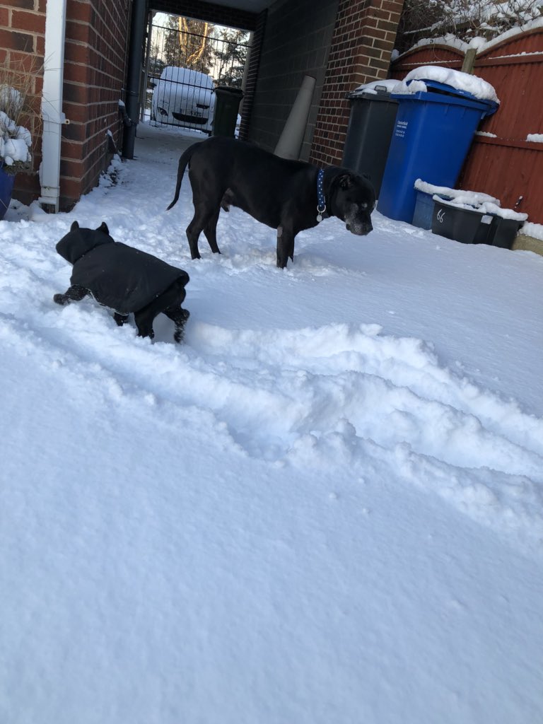 laurenewson's tweet photo. Can’t cope with how cute my puppers are in the snow ❄️ https://t.co/XxV7dZYENQ