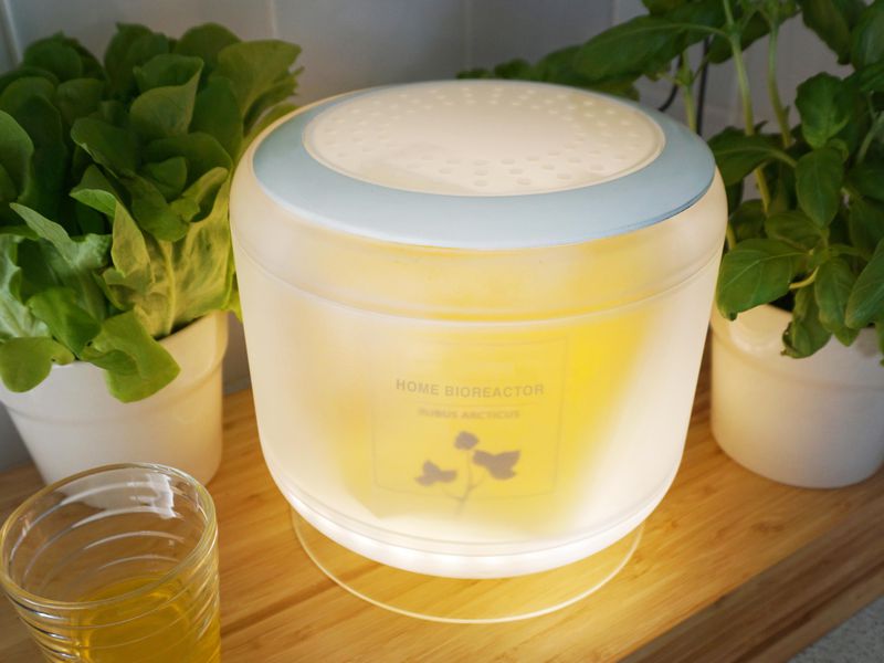 theDIFD's tweet photo. Will we be growing fruit in home bioreacters in the future?

The @SmithsonianMag reports on molecular biologists who are developing the technology to grow fresh fruit cells in countertop appliances. https://t.co/tIlv2ND8Cp https://t.co/huWYdEEzSK