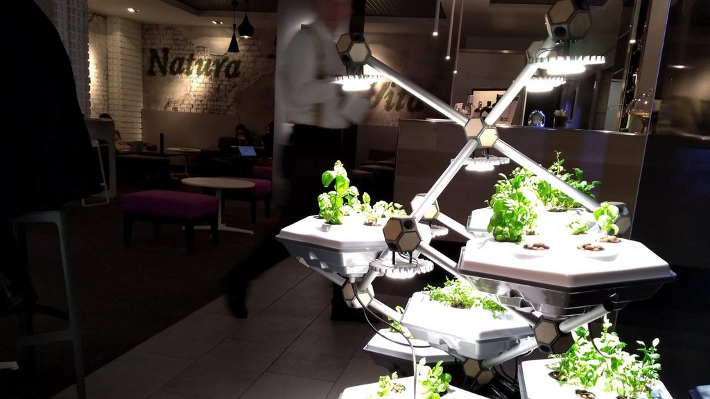 Hexagro_UF's tweet photo. Today we passed at @novotelmilanocagranda for a little check at the #livingfarmingtree and we captured this! Would you imagine your #bartender picking up #freshherbs from their #indoorgarden too? Or what about a #relaxingarea for your #office? https://t.co/rVbsnaHjLq
