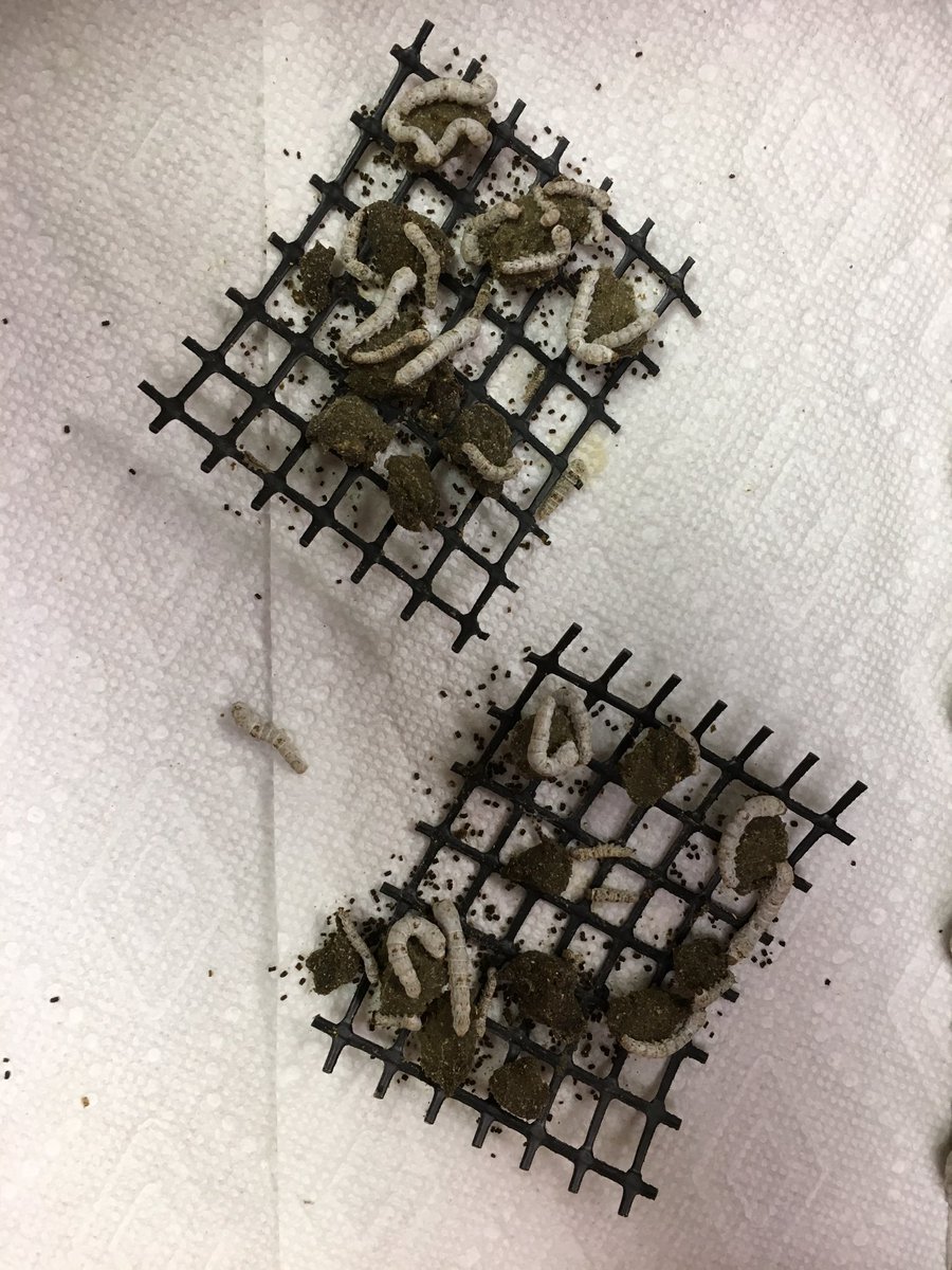 jguyton3's tweet photo. A new Extension Arthropod Zoo exhibit is growing. We are looking forward to showing Silk Worms https://t.co/0pijbyI2no