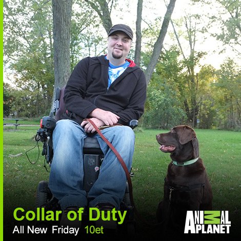 SummerhillMedia's tweet photo. Meet Gus and Picasso! #CollarOfDuty features a chocolate lab named Gus and a horse named Picasso who has completely changed the life of a young woman. Join us for these stories and more on the season finale Friday March 2 @10PM ET on @AnimalPlanetCa #ServiceAnimals #EquineTherapy https://t.co/92R6DYK6UN