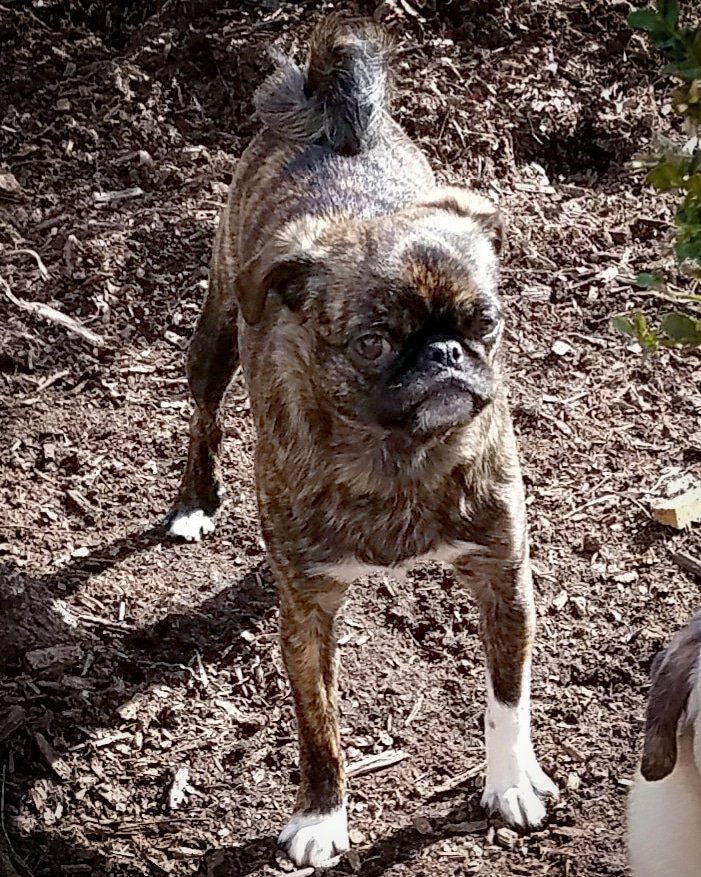 funaek's tweet photo. I'm glad Monkey is able to spread so much joy to those who don't have to deal with her madness firsthand. But, oh boy is she a handful! #mischievousmonkey #monkeythemenace #mischievousface #plottingbadthings #tinyhead #tinyheadpug https://t.co/fNhnCTCsEP
