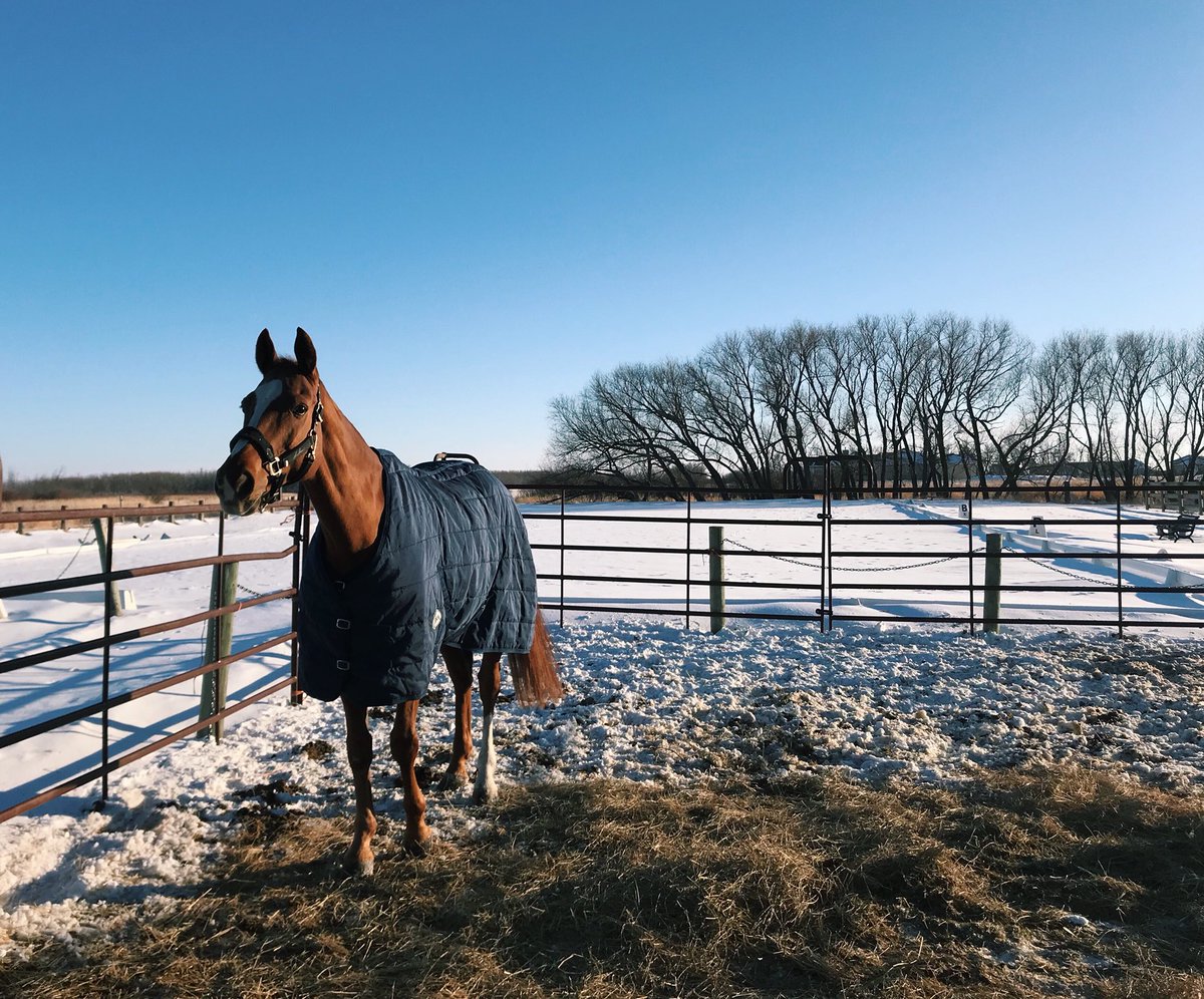 MGstablesWpg's tweet photo. Good morning from one of our lovely boarders, Beau β¨
#boardingstable #winnipeg https://t.co/Rm4VpceZZg