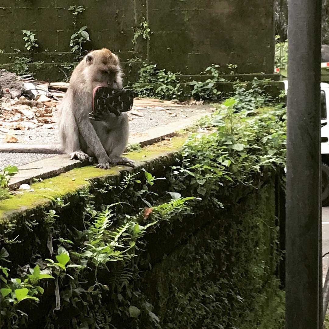 callum_gx's tweet image. The #MonkeyThief the little sh*t #Ubud