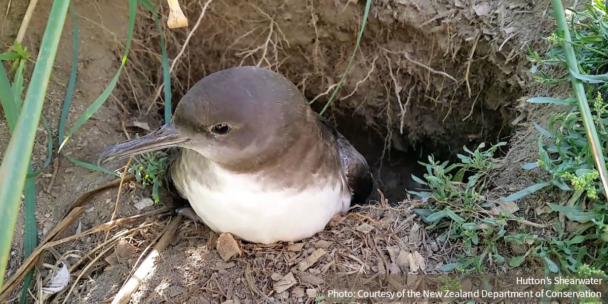 After a brutal earthquake hit New Zealand in 2016, scientists feared the worst for the rare Hutton's Shearwater. But the birds fared better than previously thought. ow.ly/fe7y30iEjvA