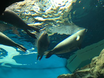東京でおでかけしたい 人が少ない穴場スポットはしながわ水族館だ まみブロ