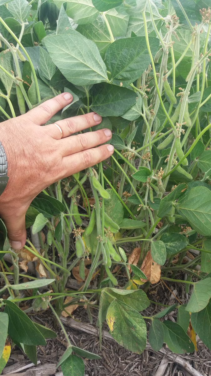 Me pregunto de donde estarán sacando agua? 20 mm en enero 10 mm febrero.