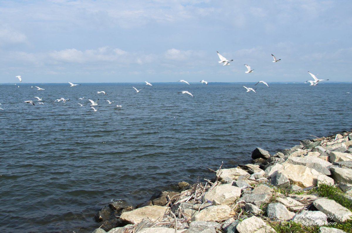 sgatkinson's tweet photo. Who wants a Spring Portrait?  There are amazing Eastern Shore locations to use as backgrounds. Let’s shoot.

https://t.co/nk089d1ZOz https://t.co/L7nGlQ6ave