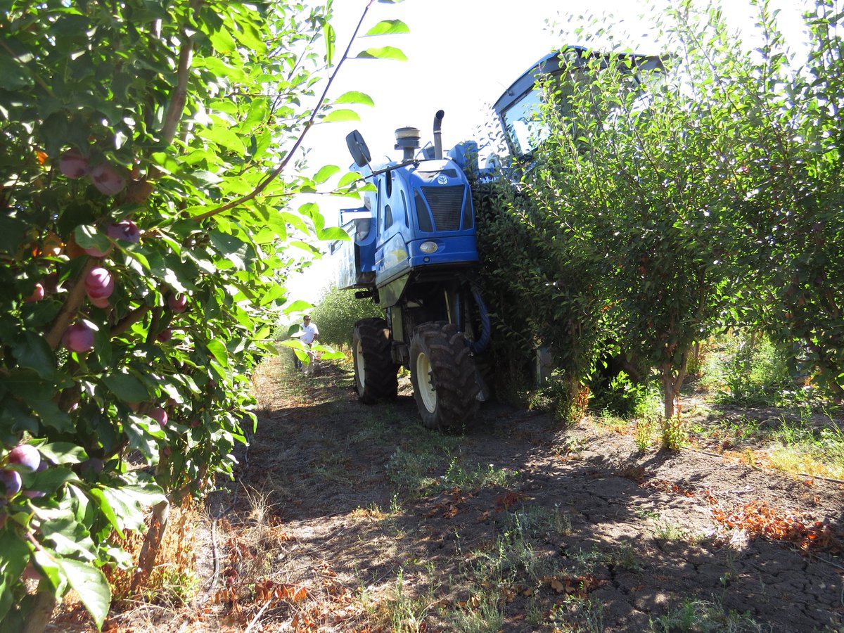 CNHIndustrial's tweet image. @NewHollandAg have successfully completed the first mechanized plum harvest in Chile, using the Braud XV 9090 Grape Harvester!