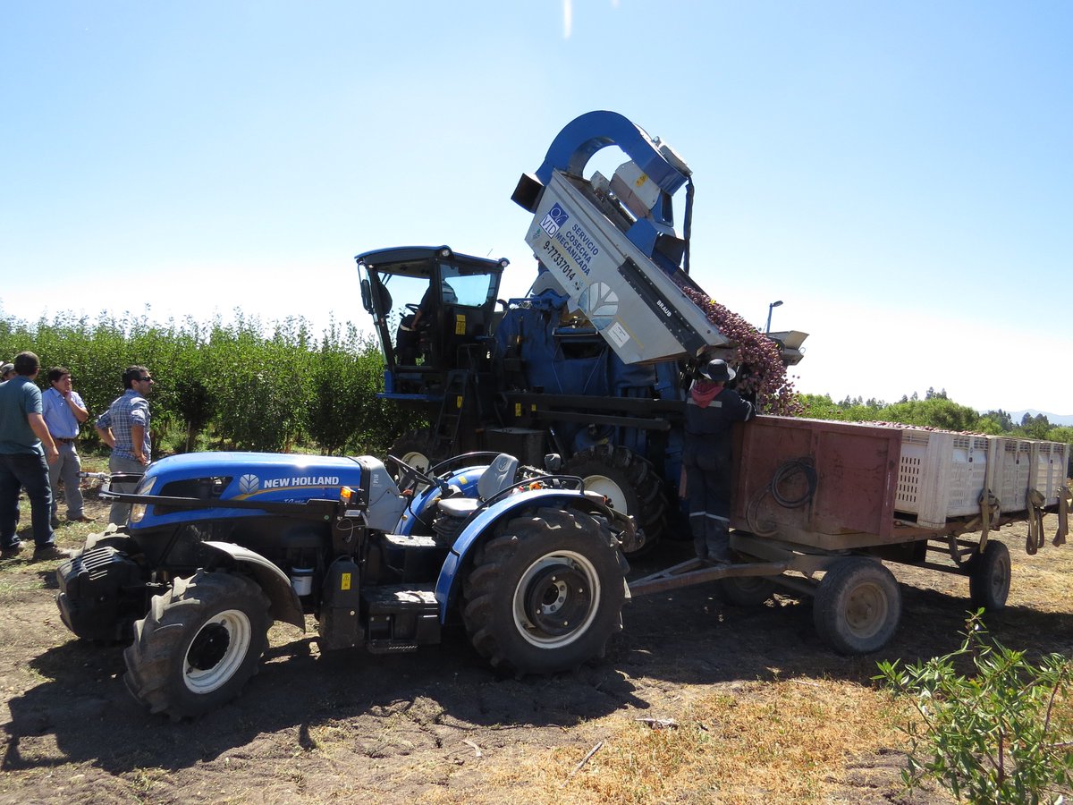 CNHIndustrial's tweet image. @NewHollandAg have successfully completed the first mechanized plum harvest in Chile, using the Braud XV 9090 Grape Harvester!