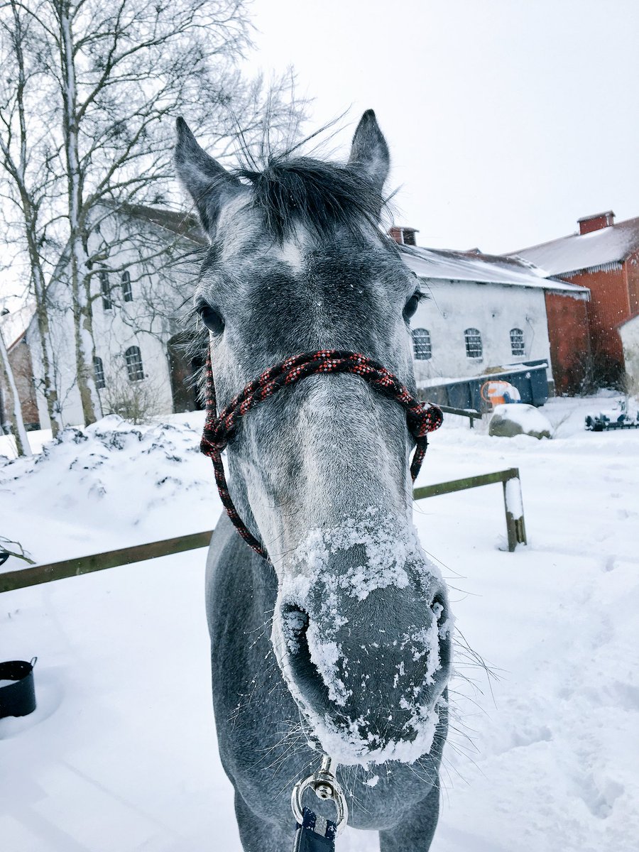 NBeventing's tweet photo. Someone is not impressed by #TheBeastFromTheEast https://t.co/1Bgbu6frcR