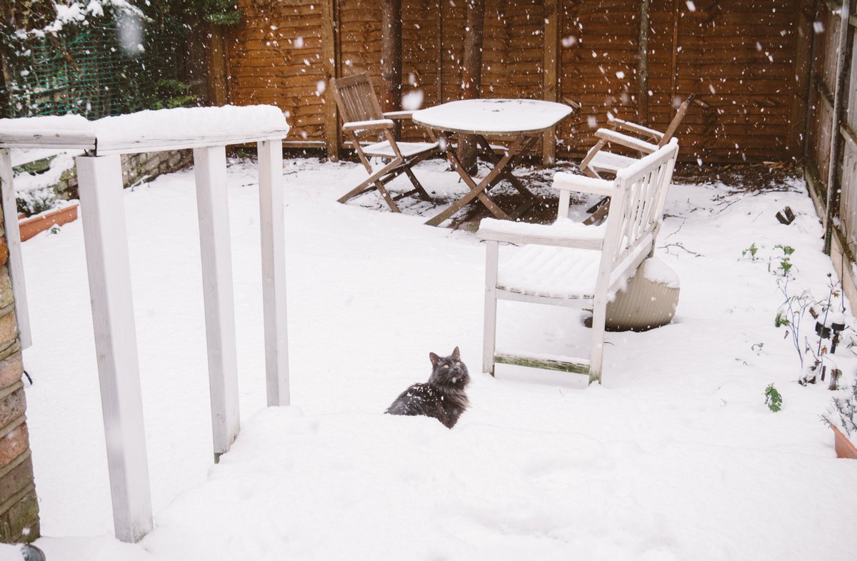 SPretelli's tweet image. #SNOW IN #LONDON my #garden #WestHampstead