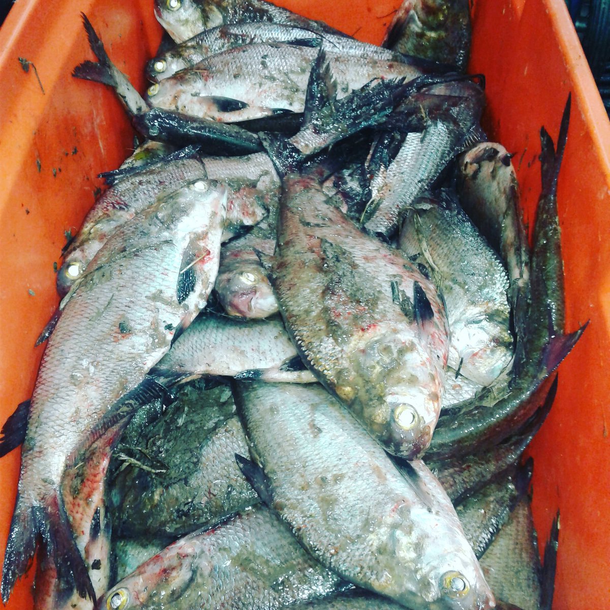 jack_trippa's tweet photo. #lonestarcatfishing #catfishcandy #gotbait https://t.co/j5Qk4n67yk
