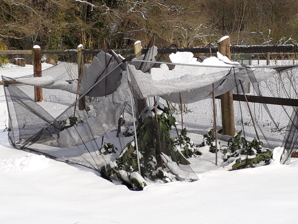 sandraescapes's tweet image. One small calamity and averted what could have been a larger one! The old plastic on this #polytunnel is quite brittle in places.  #gardenproblems