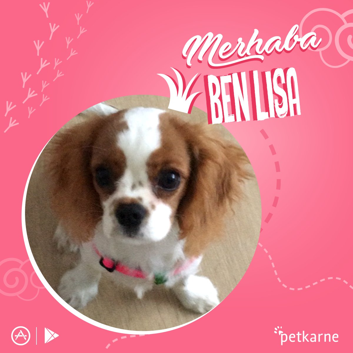 petkarne's tweet photo. Daha 9 aylık bir dişiyim. Cavalier King Charles Spanieli ırkına aidim ve bu güzel yüzüme sevgiyle bakacak bir aileye ihtiyacım var.🐶💗

Beni yanına alman için Petkarne mobil uygulamasında bekliyorum.😊
AppStore: https://t.co/TyIFxq6IO7 
Google Play: https://t.co/mukVtqLx6z https://t.co/69WkhaXkOq