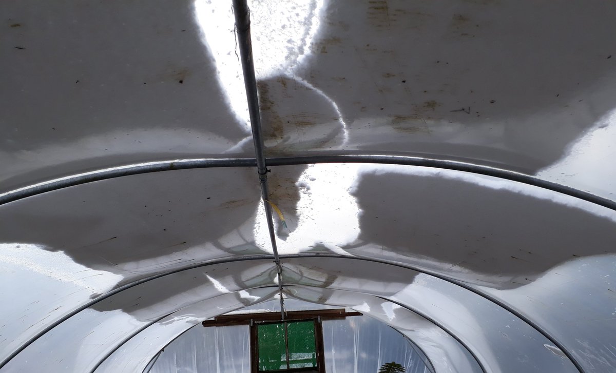 sandraescapes's tweet image. One small calamity and averted what could have been a larger one! The old plastic on this #polytunnel is quite brittle in places.  #gardenproblems