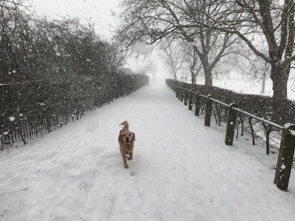DanielaKirch's tweet photo. Mostly sharing this just so I can use #beastfromtheast https://t.co/YglfAC4Zo7