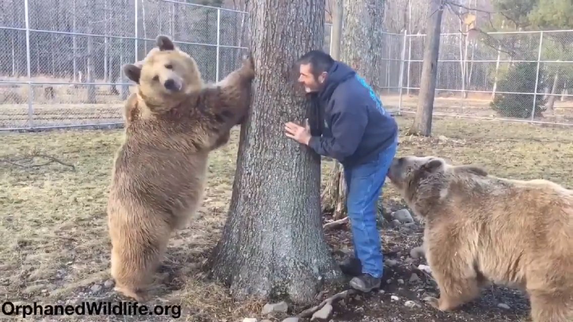 Re File リファイル Na Twitterze アメリカ ヒグマ界最強の コディアックヒグマ とじゃれ合うおじさん T Co Oyeyrddfef