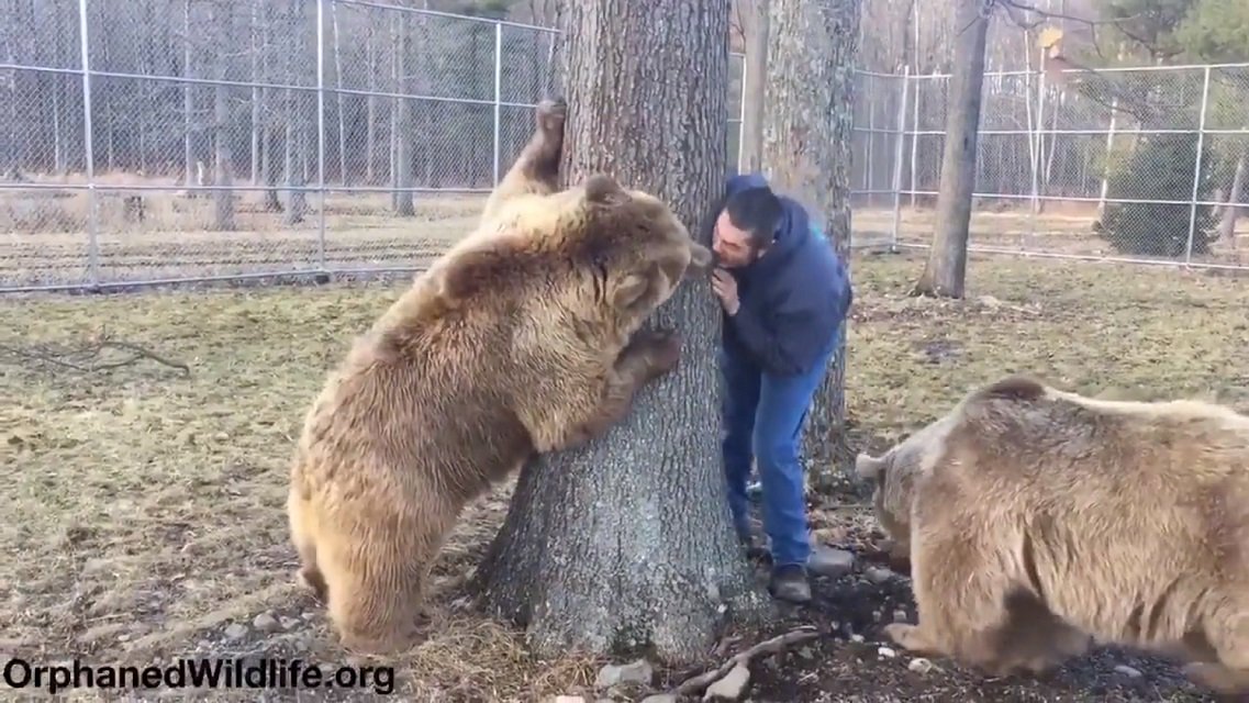 Re File リファイル Na Twitterze アメリカ ヒグマ界最強の コディアックヒグマ とじゃれ合うおじさん T Co Oyeyrddfef