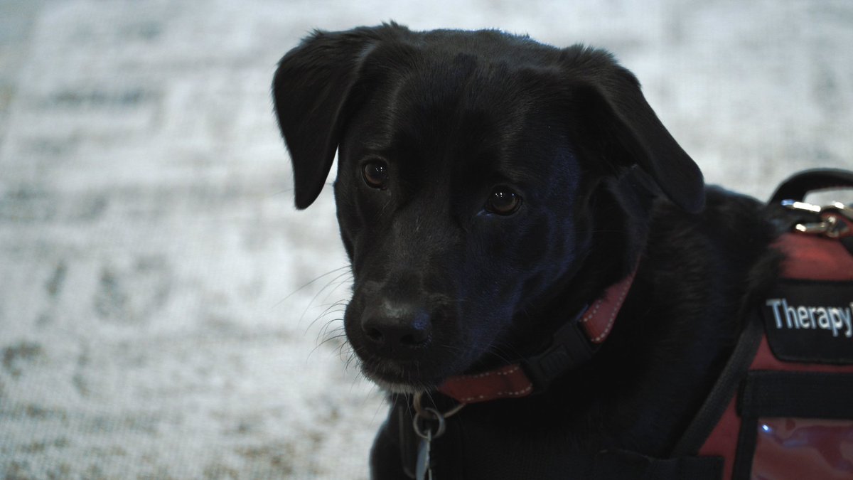 GoshenHealth's tweet photo. Meet one of our service dogs, Cali! She and her owner, Dr. Patrick Russell, work at Goshen Health NeuroCare Center. Thank you for your service, Cali! #goodofgoshen #servicedog #bestwoofs

Learn more about volunteering with us here: https://t.co/t4W0HP1Wgd https://t.co/s3IbXtVJ7M