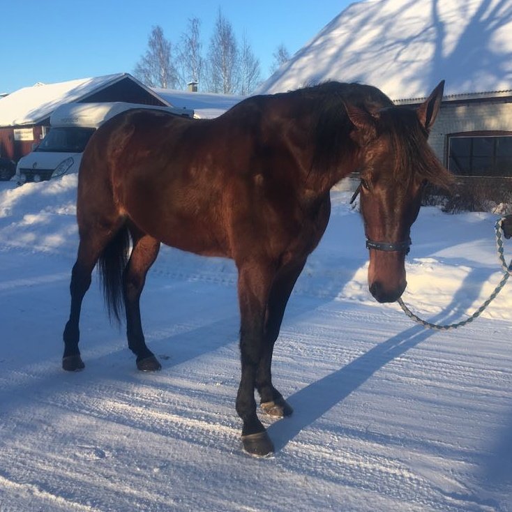 MaxxBirdland's tweet photo. Plisetska Birdland valmistautuu 4-vuotiskauteen #ravit https://t.co/ZnOenIh9wA #UtalaRacing #PlisetskaBirdland https://t.co/yaPwfg43UD