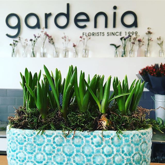 GardeniaLondon's tweet image. It’s cold outside but inside we are dreaming of spring with this muscari planter in a gorgeous pot!  #spring #springplanter #muscari #muscariplanter #springbulbs #mothersday #mothersday2018 #housedecor #homedecor #homedesign #homedesignideas #flowerpower… ift.tt/2EYYefP