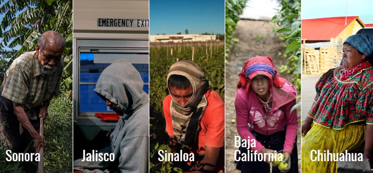 asilascosasw's tweet photo. #EnW @zogallegos Periodista @el_pais
Sonora - La vejez en el campo mexicano
Jalisco - Enganchadores
Sinaloa - Pizcar entre plaguicidas
Baja California - Mujer y Jornalera
Chihuahua - El despojo de los #Taraumaras
#ImperdibleInvestigación
https://t.co/gUe9ICBSgL https://t.co/UDxiHZw4Z1