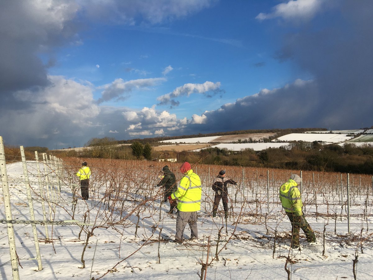 Chartham Vineyard (@charthamvy) on Twitter photo Calm before the storm and nowhere to hide! With pruning cuts made, now the strenuous job of pulling out old canes from trellis wires, leaving the cane(s) which will hopefully produce this year's fruit. Calm before the storm and nowhere to hide! With pruning cuts made, now the strenuous job of pulling out old canes from trellis wires, leaving the cane(s) which will hopefully produce this year's fruit.