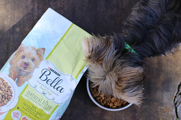 TheMomUnleashed's tweet photo. Do you have a toy or teacup breed dog? If so, don't miss my easy tips to keep them feeling their best! Plus, find out why Purina® Bella Small Dog Food from Pet Smart is a great choice for small dogs: https://t.co/8S8WNXiIex #WhatFuelsRight #ad https://t.co/ELPL2Iltvz