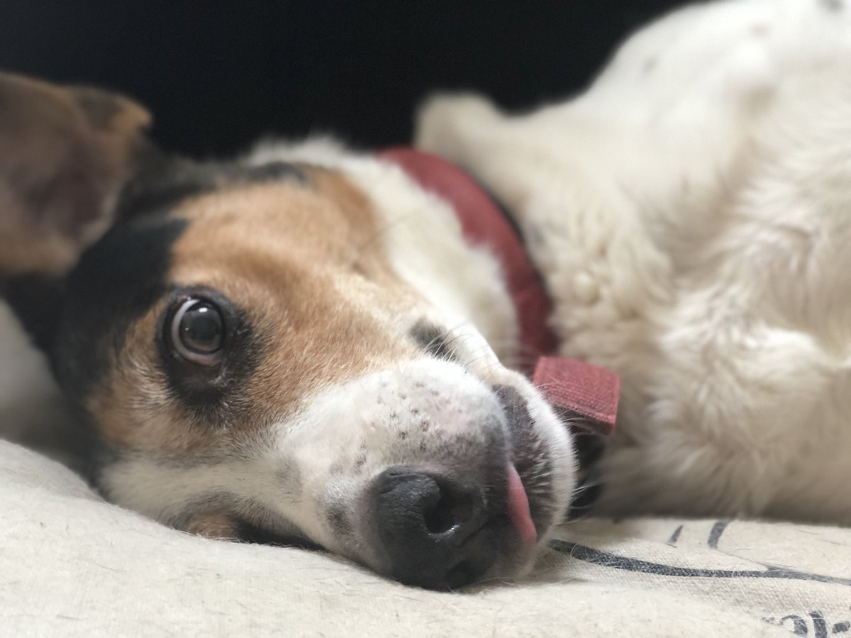 _Luuuuccy's tweet photo. Me and my pupper just had a photo shoot, isn’t he just the cutest x https://t.co/YZZlTxTeiE