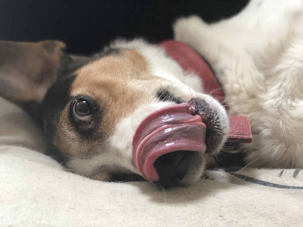 _Luuuuccy's tweet photo. Me and my pupper just had a photo shoot, isn’t he just the cutest x https://t.co/YZZlTxTeiE