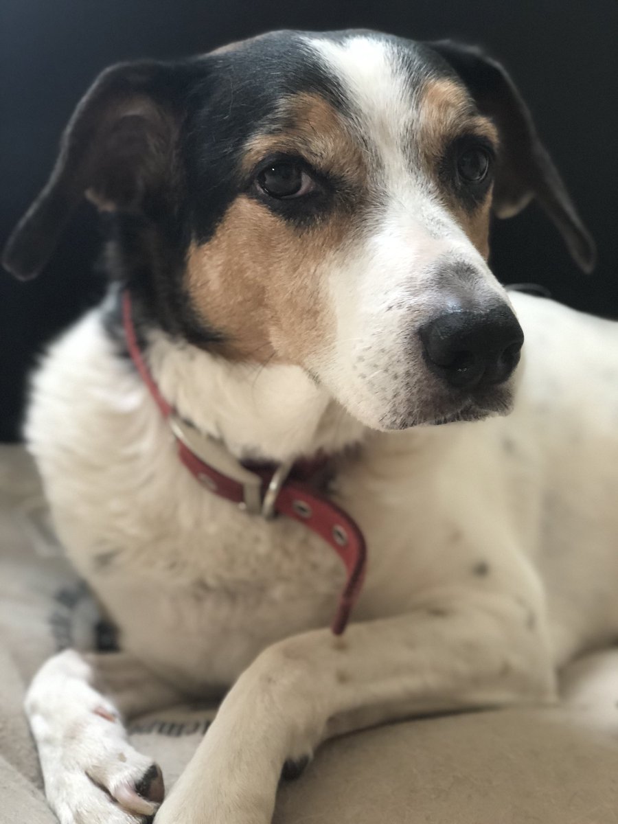 _Luuuuccy's tweet photo. Me and my pupper just had a photo shoot, isn’t he just the cutest x https://t.co/YZZlTxTeiE