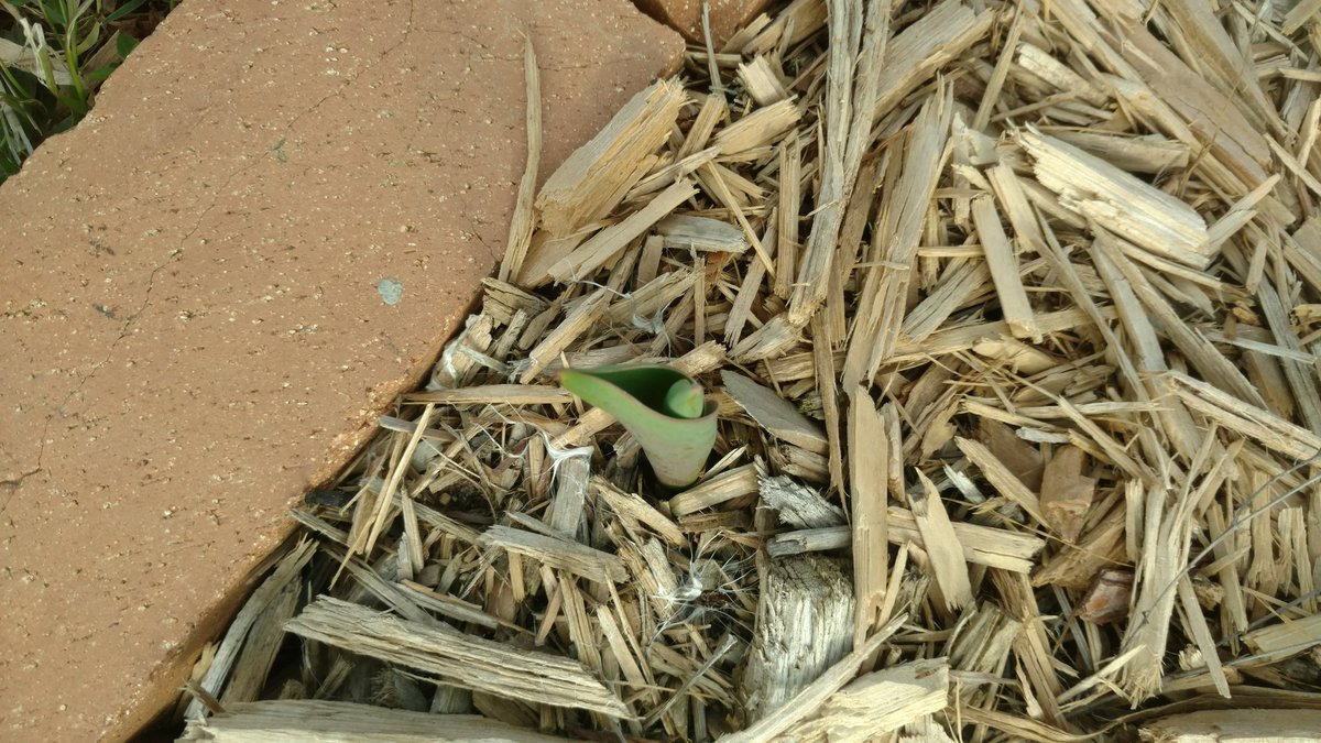 Is Mother Nature teasing us? I think so! Crocus blooming and tulips popping at our greenhouse at Heritage Middle School!