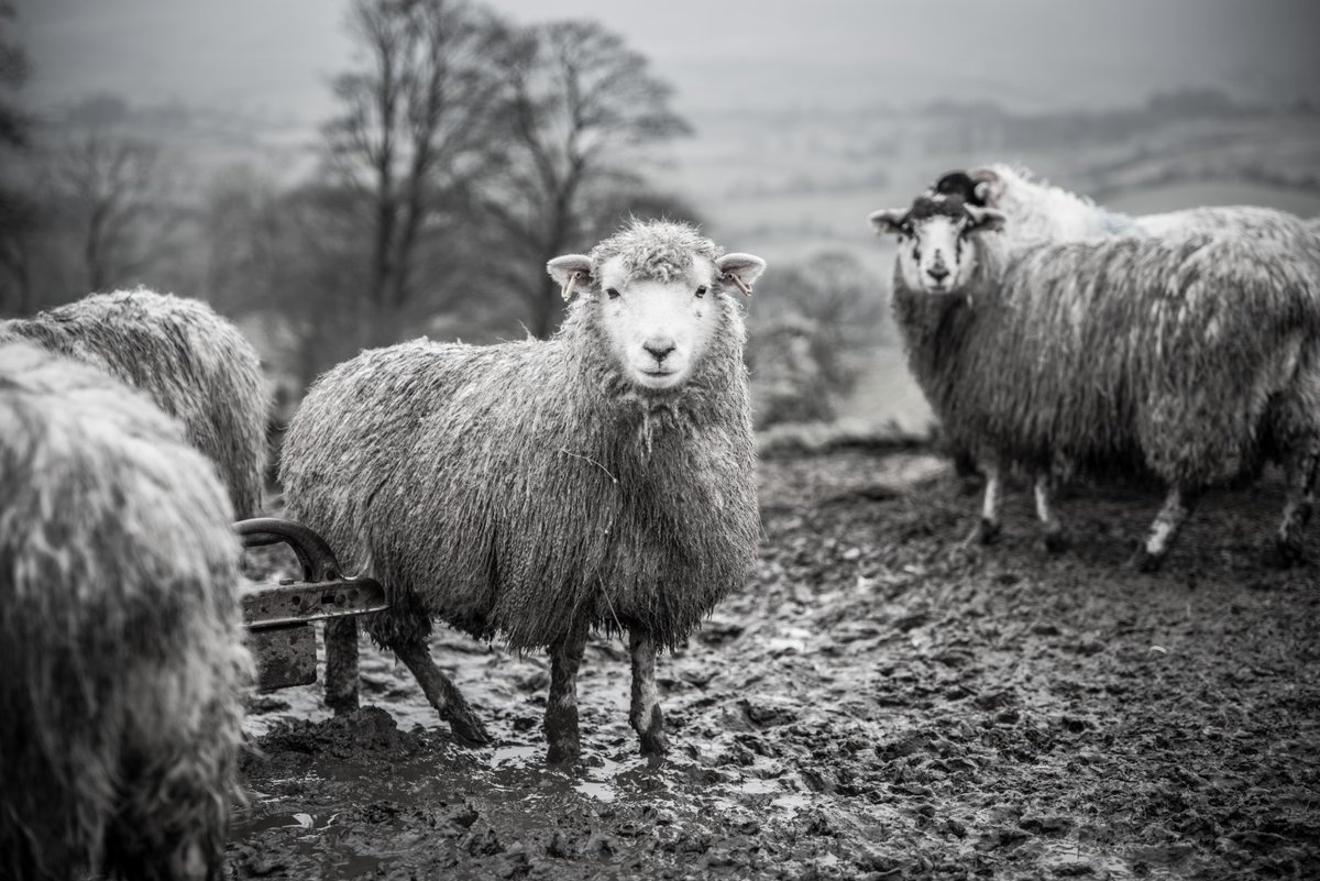 Fotospeed tweet media