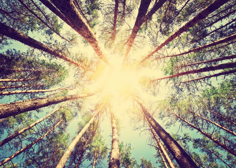 UHBauerCollege's tweet photo. Advice from a tree: Stand tall &amp; proud. Go out on a limb. Remember your roots. Drink plenty of water. Be content with your natural beauty. Enjoy the view. (from a poem by #IlanShamir) #WednesdayWisdom #WhereAwesomeHappens https://t.co/6BCXr3Z1h8