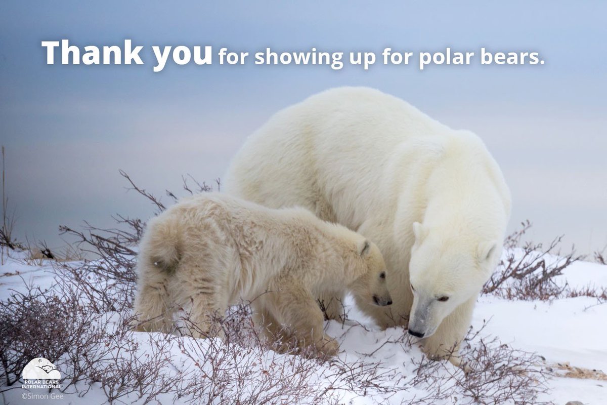 PolarBears's tweet photo. Yesterday was amazing! This community is amazing! Thank you for celebrating #polarbears and raising awareness about the challenges they face. #polarbearday https://t.co/DRnjij7YoN
