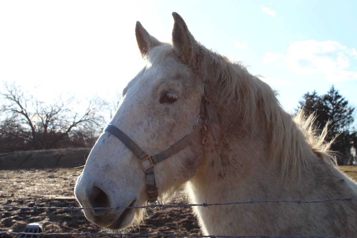 Historic Wagner Farm tweet media