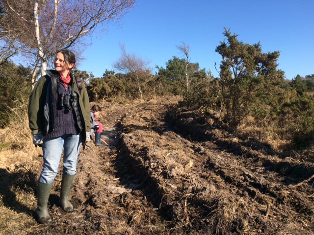 JoannaBury's tweet image. Recreating rutted damp track habitat for Yellow Centaury on Stoborough Heath. This declining wildflower of the Gentian family used to be a highlight of #dorsetheathland Hope these works reveal the seed bank and restore this precious population @NatureBftB