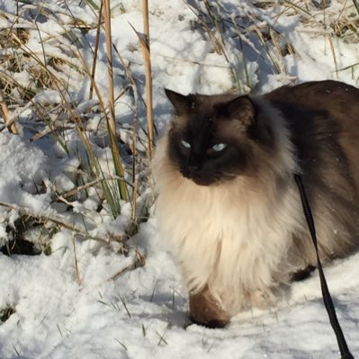 HerculeCat's tweet photo. #NewProfilePic https://t.co/EbPJwpYw4A