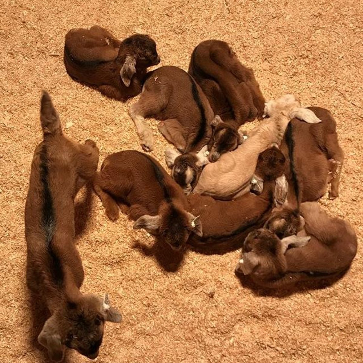 They say laughter is the best medicine. They lied. It's baby goats.