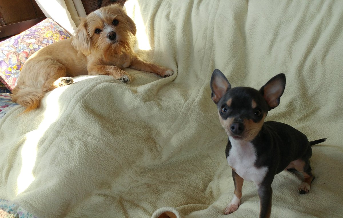 MissAngelMini's tweet photo. 🐾Mommy saiz we're so perfect &amp; sweet....😍(in her eyes - we can do no wrong) 😉🐾
#AngelLily #rescue #Yorkie #ShihTzu #MiniRainDrop #Chihuahua #SweetGirls #SisterlyLove #MamasGirls #WeMakeMamasHeartHappy #LilLoveBugs #FurKids #CuteAsButtons #HanginWifSissy #SisterBond #XOXOs https://t.co/XBG1XvCDgA