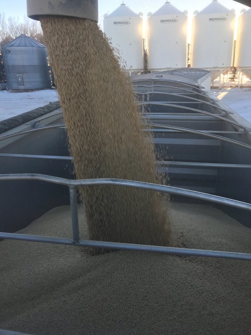 SeCanLauren's tweet photo. CDC PlatinumStar #malt #barley #seed headed out of Wylie Seeds at Biggar #Sask this morning for #plant18 #PrairieMalt wish I could b there to help load that truck #cantbeverywhere https://t.co/2ZlQ2jYSGS