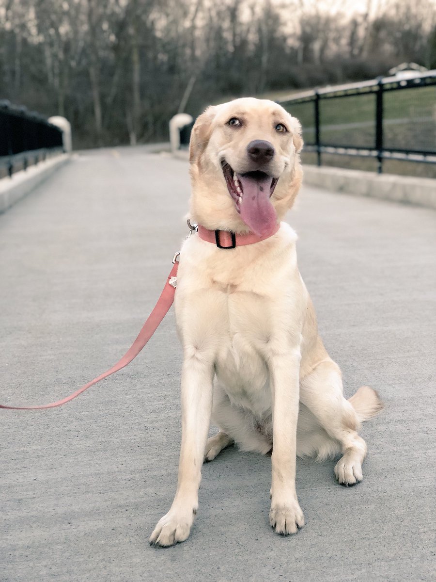 tk22__'s tweet photo. The goodest good girl☺️ https://t.co/JnBgDMR5Lj