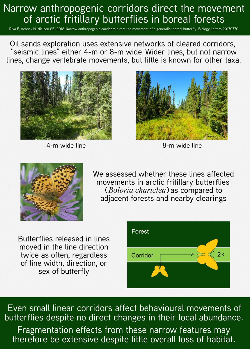 Federico Riva (@riva_ecology) on Twitter photo NEW PAPER: We showed with experimental releases of Arctic fritillary #butterflies that #corridors as narrow as 4 m can condition #insect #movement. Excited to see this published in Biology Letters - #Conservation #biology rsbl.royalsocietypublishing.org/content/14/2/2… <a href="/RSocPublishing/">Royal Society Publishing</a> <a href="/UA_ACELab/">UAlberta ACE Lab</a> NEW PAPER: We showed with experimental releases of Arctic fritillary #butterflies that #corridors as narrow as 4 m can condition #insect #movement. Excited to see this published in Biology Letters - #Conservation #biology rsbl.royalsocietypublishing.org/content/14/2/2… <a href="/RSocPublishing/">Royal Society Publishing</a> <a href="/UA_ACELab/">UAlberta ACE Lab</a>