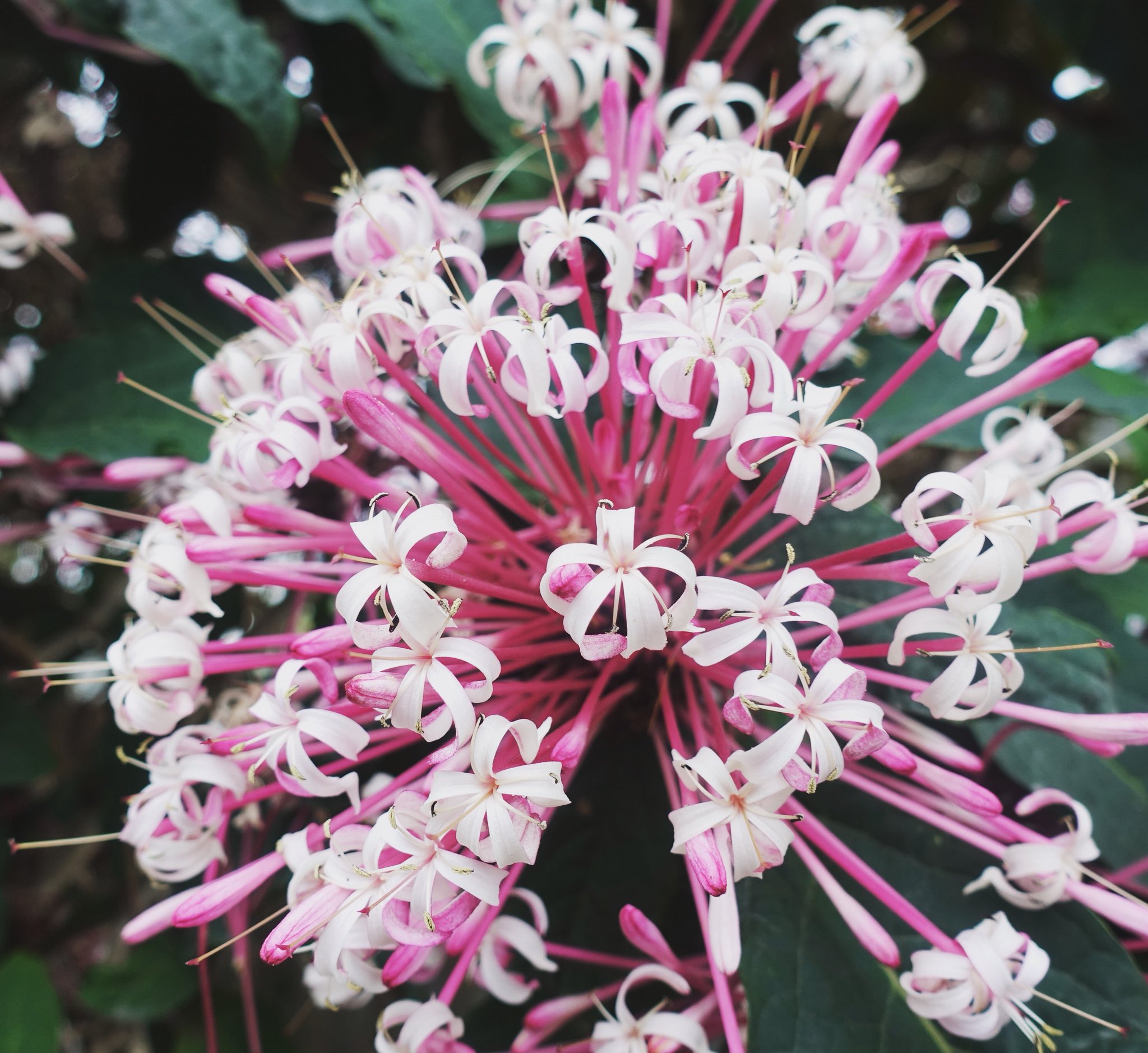 煙火花 Twitter Search Twitter