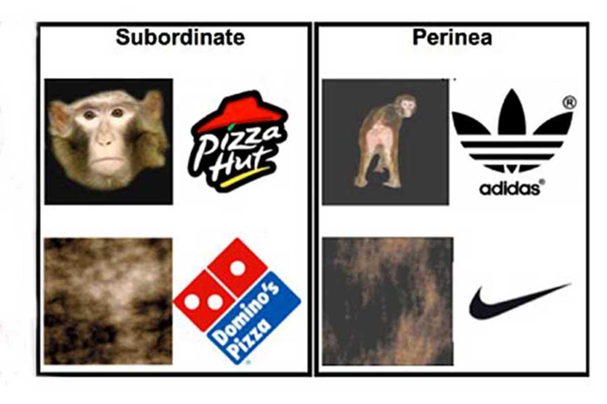 newscientist's tweet image. Advertising campaign for monkeys uses sex to sell brands bit.ly/2Cqs8YG