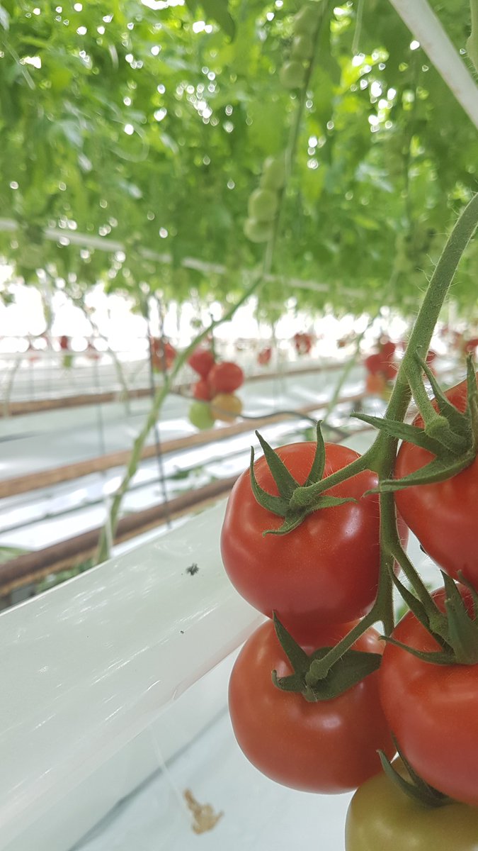 Peter_Westlands's tweet photo. a warmer picture in the snow #BeastfromEast #britishtomatoes #freshproduce @WestlandsUK #growers4chefs https://t.co/wLfZphNZzQ