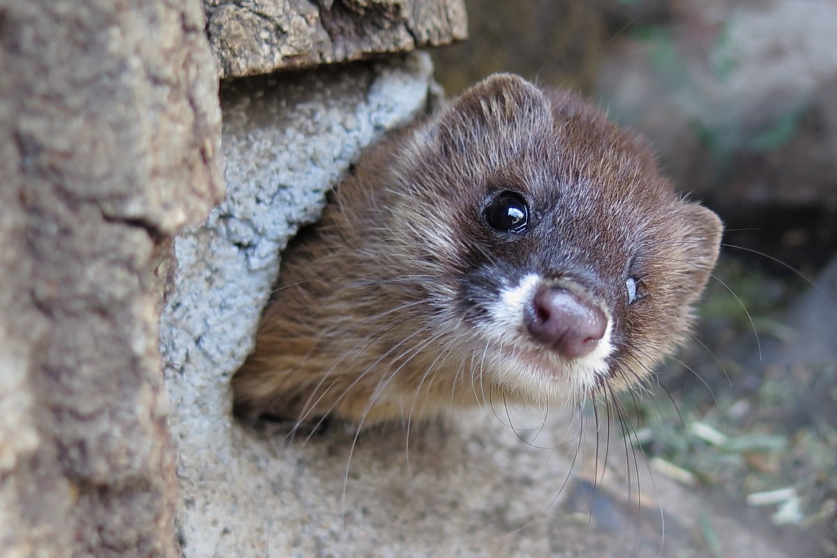 あにまるまにあ もう3月 つイタチだしイタチの画像上げていこうぜ 多摩動物公園